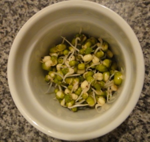 day 12 sprouted mung beans
